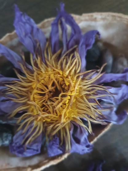 Blue lotus flower